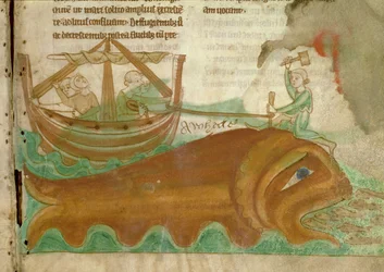 MS.254.f33r Uma baleia com um marinheiro a espetar-lhe uma estaca na cabeça, pormenor de um Bestiário inglês, início do século XIII (velino)