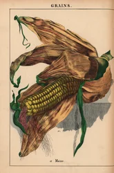 Milho, milho ou milho doce, de "The Instructive Picturebook, or Lessons from the Vegetable World," [Charlotte Mary Yonge], Edimburgo