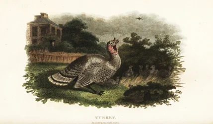 Peru macho, Meleagris gallopavo, protegendo uma galinha bantam de um falcão predador