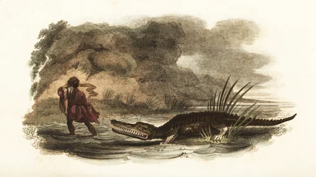 Homem salvando sua esposa das garras de um crocodilo em um rio, Filipinas