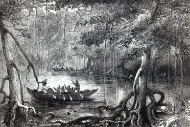 &39;Mangrove Forest&39;, ilustração do frontispício de &39;Vinte e nove anos nas Índias Ocidentais e na África Central&39; por HM Waddell, publicado em Londres 1863