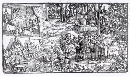 Cultivo de ervas medicinais, 1531