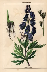 Capuz de monges com flores azuis , do "The Instructive Picturebook, or Lessons from the Vegetable World," [Charlotte Mary Yonge], Edimburgo