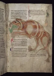 Ms.254 f.24 r Cocodrillus Engolindo um homem