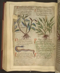 Ms. Cotton Vitellius C.III fol.56v Ilustrações de Petersilie, Cawel e uma Cobra, de um Antigo Herbal Inglês originalmente por Apuleio (123-80AD), início do século 11 (velino)