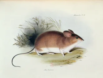 Mus Darwinii, ilustração de A Zoologia da Viagem do HMS Beagle, 1832-36, por Charles Darwin (1809-92), 1840