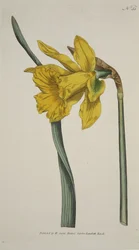 Narciso Major (Great Daffodil), de The Botanical Magzaine ou Flower Garden Displayed, pub. 1793 (gravura colorida à mão)