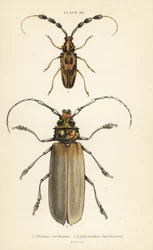 Orthomegas cinnamomeus Prionus corticinus 1, e Batus barbicornis, Lophonocerus barbicornis 2