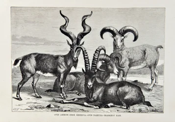 Ovis Amon - Ibex Siberica - Ovis Nabura - Markhov Ram, ilustração da Geografia Universal, a Terra e seus habitantes por Elisee Reclus, publicada em 1878