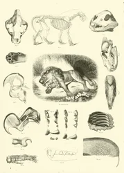 Página de The Pictorial Museum of Animated Nature