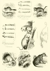 Página de The Pictorial Museum of Animated Nature