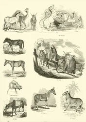 Página de The Pictorial Museum of Animated Nature