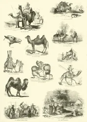 Página de The Pictorial Museum of Animated Nature