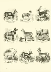 Página de The Pictorial Museum of Animated Nature