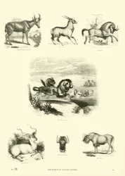 Página de The Pictorial Museum of Animated Nature