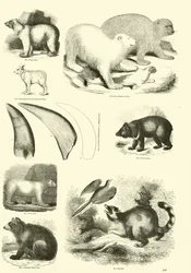 Página de The Pictorial Museum of Animated Nature