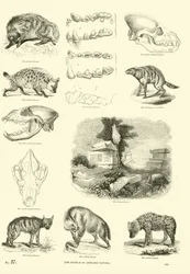 Página de The Pictorial Museum of Animated Nature