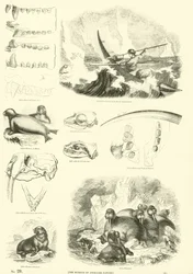 Página de The Pictorial Museum of Animated Nature