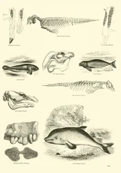 Página de The Pictorial Museum of Animated Nature