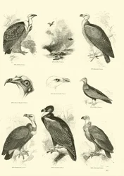 Página de The Pictorial Museum of Animated Nature