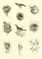 Página de The Pictorial Museum of Animated Nature