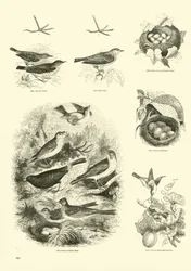 Página de The Pictorial Museum of Animated Nature