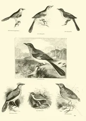 Página de The Pictorial Museum of Animated Nature