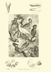 Página de The Pictorial Museum of Animated Nature