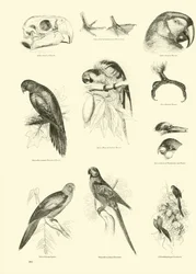 Página de The Pictorial Museum of Animated Nature