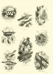 Página de The Pictorial Museum of Animated Nature