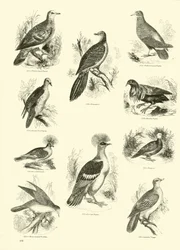 Página de The Pictorial Museum of Animated Nature