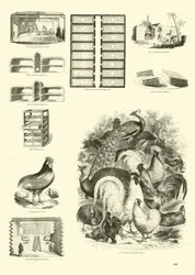 Página de The Pictorial Museum of Animated Nature