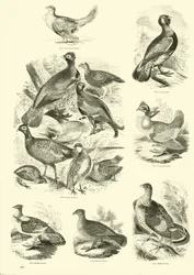 Página de The Pictorial Museum of Animated Nature