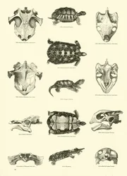 Página de The Pictorial Museum of Animated Nature