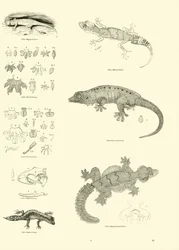 Página de The Pictorial Museum of Animated Nature