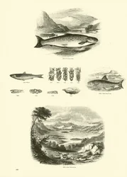 Página de The Pictorial Museum of Animated Nature
