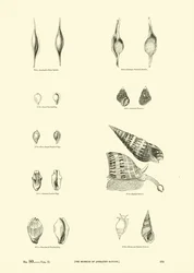 Página de The Pictorial Museum of Animated Nature