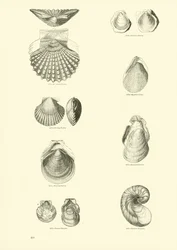 Página de The Pictorial Museum of Animated Nature