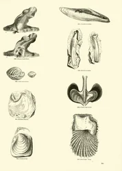 Página de The Pictorial Museum of Animated Nature