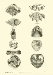 Página de The Pictorial Museum of Animated Nature