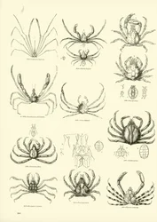 Página de The Pictorial Museum of Animated Nature