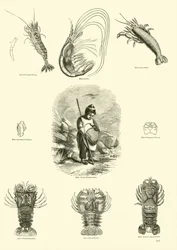 Página de The Pictorial Museum of Animated Nature