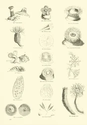 Página de The Pictorial Museum of Animated Nature