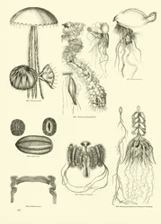 Página de The Pictorial Museum of Animated Nature