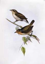 Par de Certhidea Olivacea, ilustração da Zoologia da Viagem do HMS Beagle, 1832-36, por Charles Darwin (1809-92), 1840