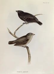 Par de Geospiza Parvula, ilustração da Zoologia da Viagem do HMS Beagle, 1832-36, por Charles Darwin (1809-92), 1840