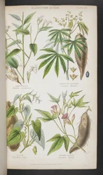Plantas utilizadas como alimento, de 