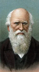 Retrato de Charles Robert Darwin (1809-1882) - Da série "Leaders of Men" - Chromolithography - Escola de Inglês, século XX -