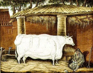 Boi Primitivo