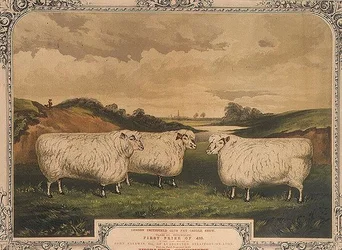 Prêmio Cotswold ovelhas, alimentadas com alimentos temperados com o condimento Thorley, comemorando o show de gado gordo do clube London Smithfield, gravado por M. Gauci (fl.1810-46) c.1840 (litho)